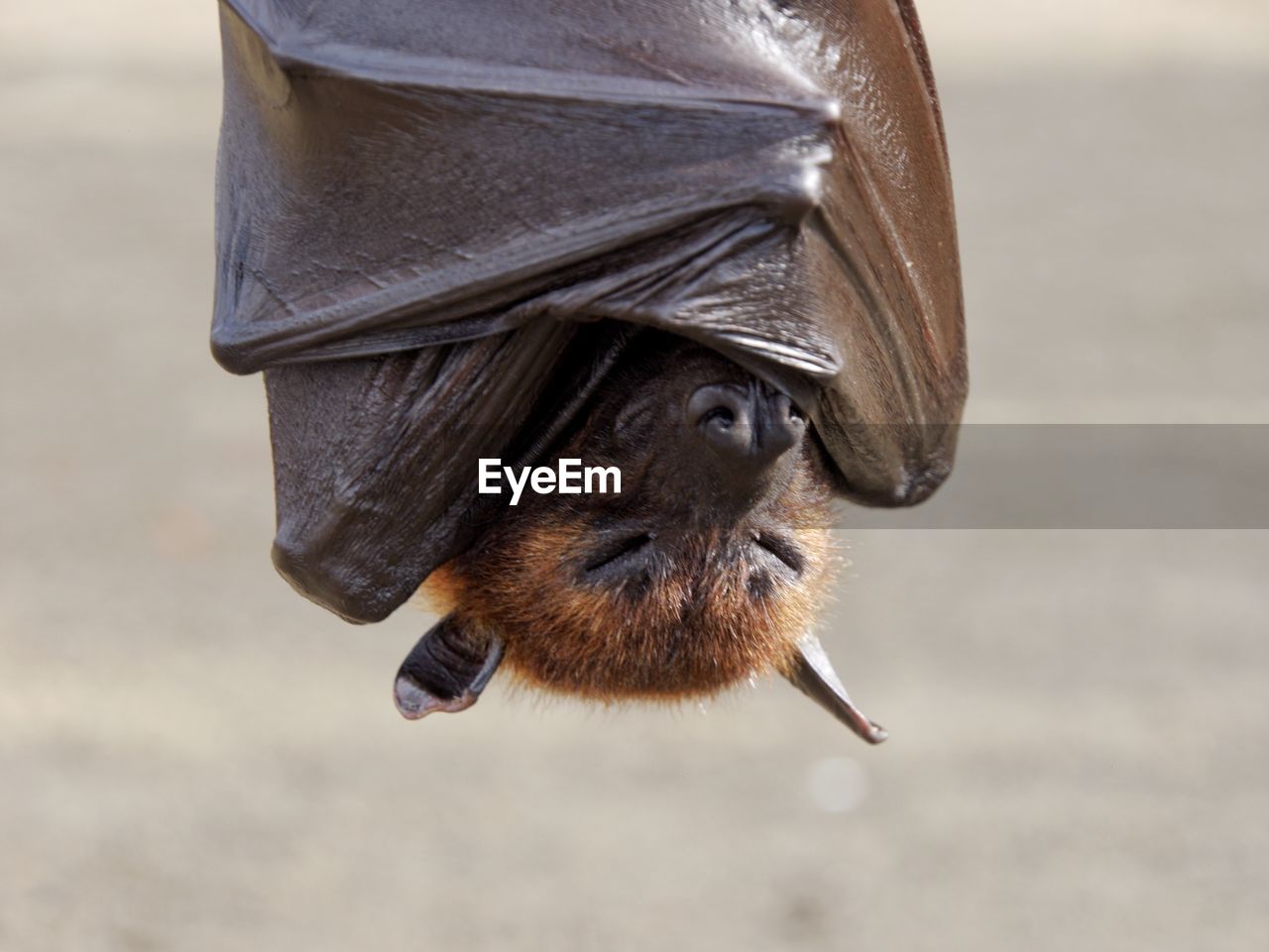 Close-up of bat