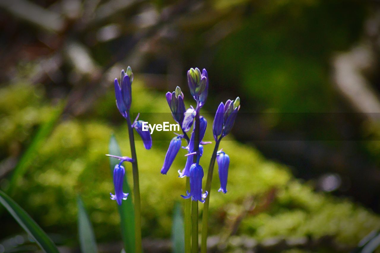 Close-up of purple flowering plant on field