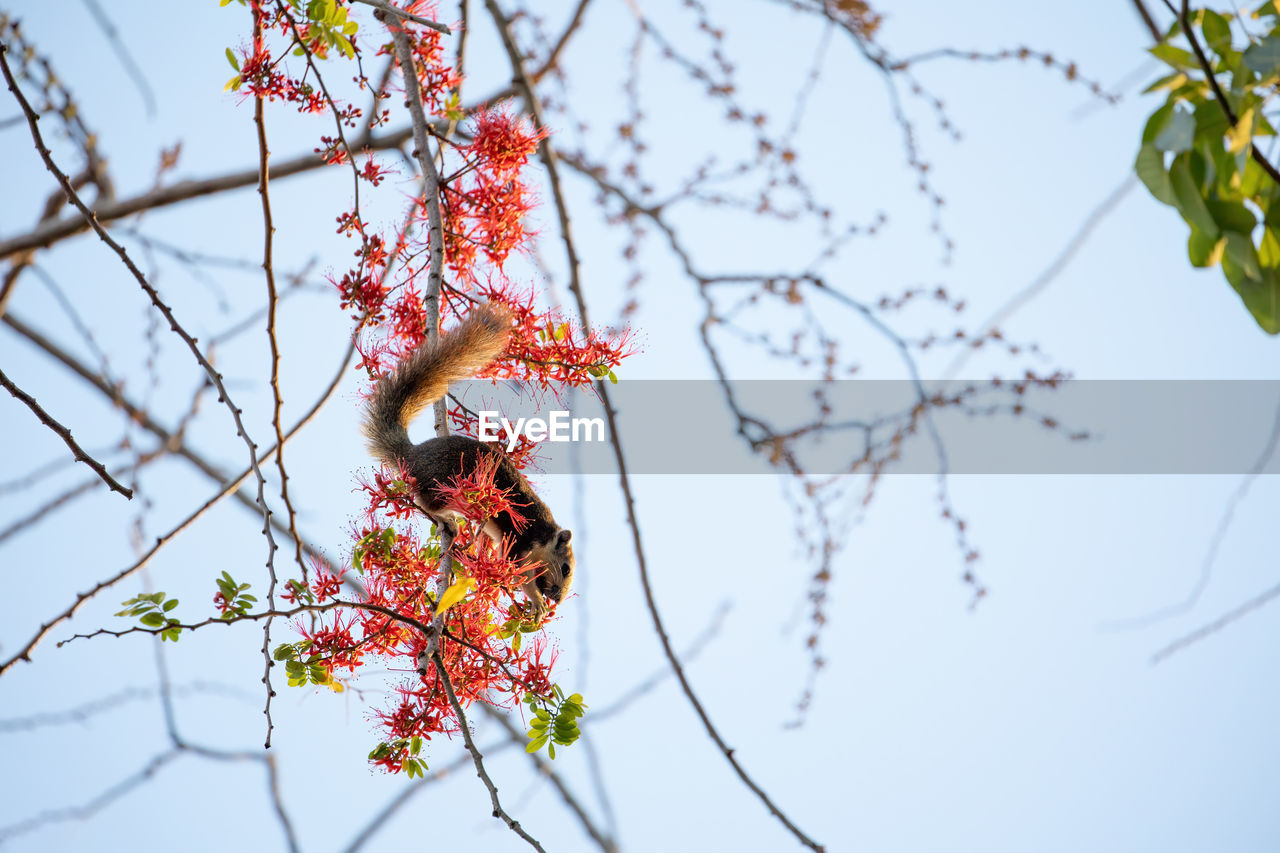 LOW ANGLE VIEW OF FLOWERING PLANT AGAINST TREE