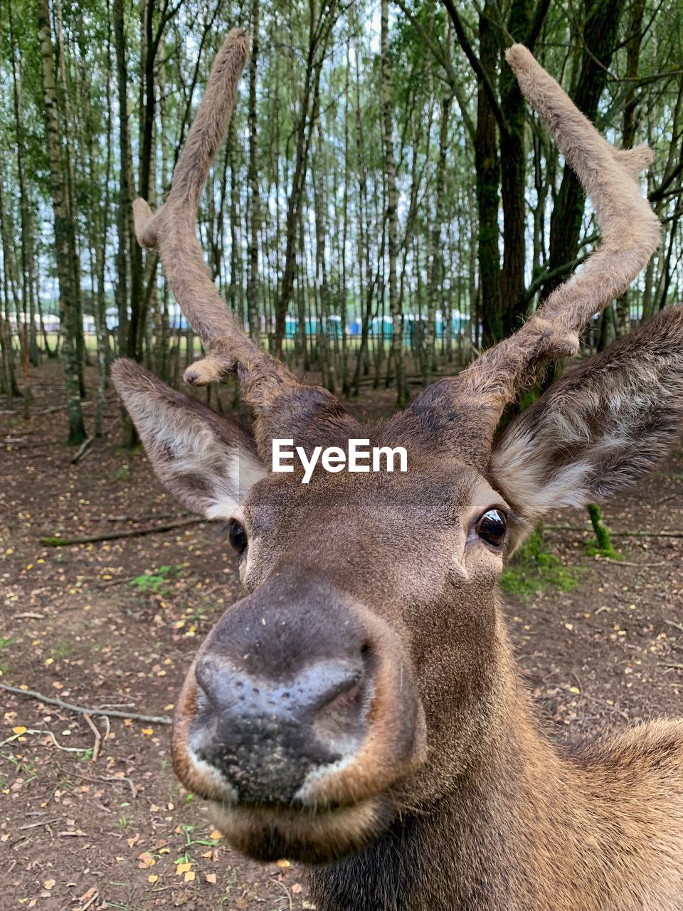 Close-up portrait of deer