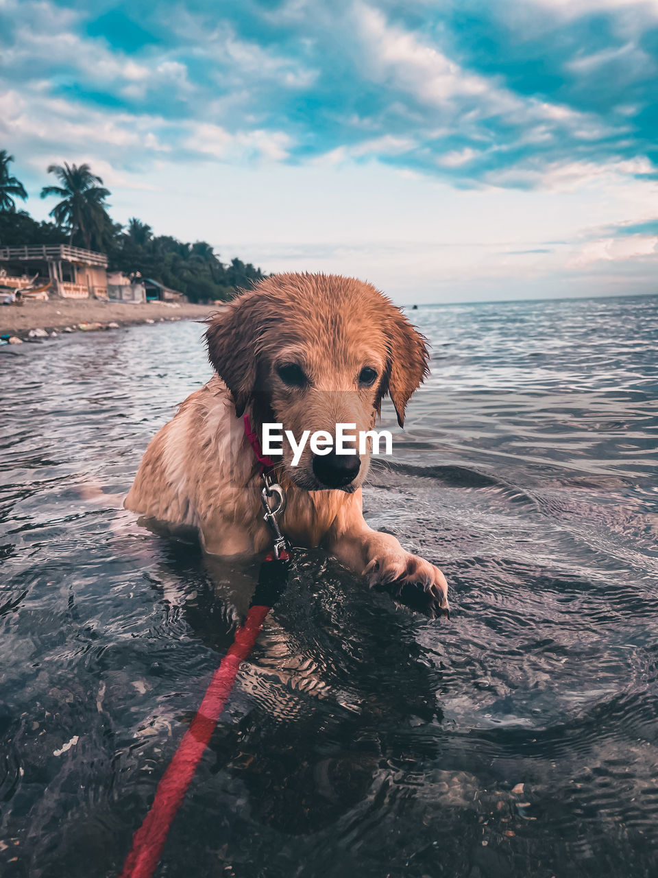 one animal, dog, canine, animal, animal themes, mammal, domestic animals, pet, water, sky, beach, nature, sea, cloud, golden retriever, land, no people, labrador retriever, retriever, day, portrait, wet, outdoors, animal body part