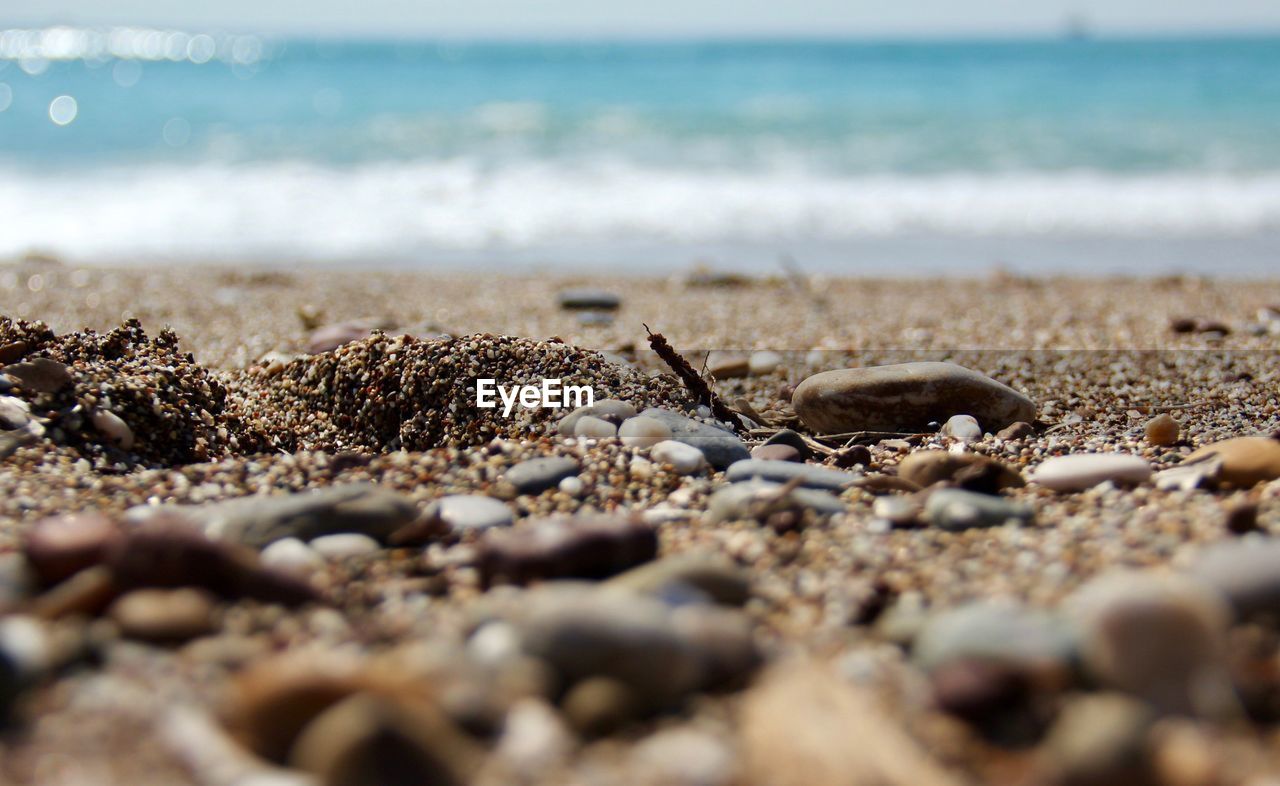 CLOSE-UP OF SEASHELL ON BEACH