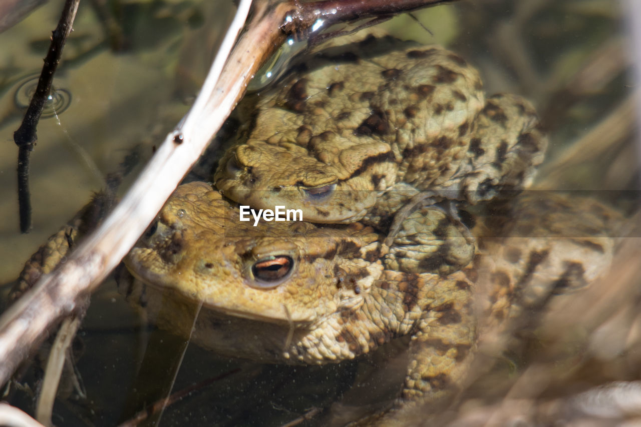 CLOSE-UP OF FROG