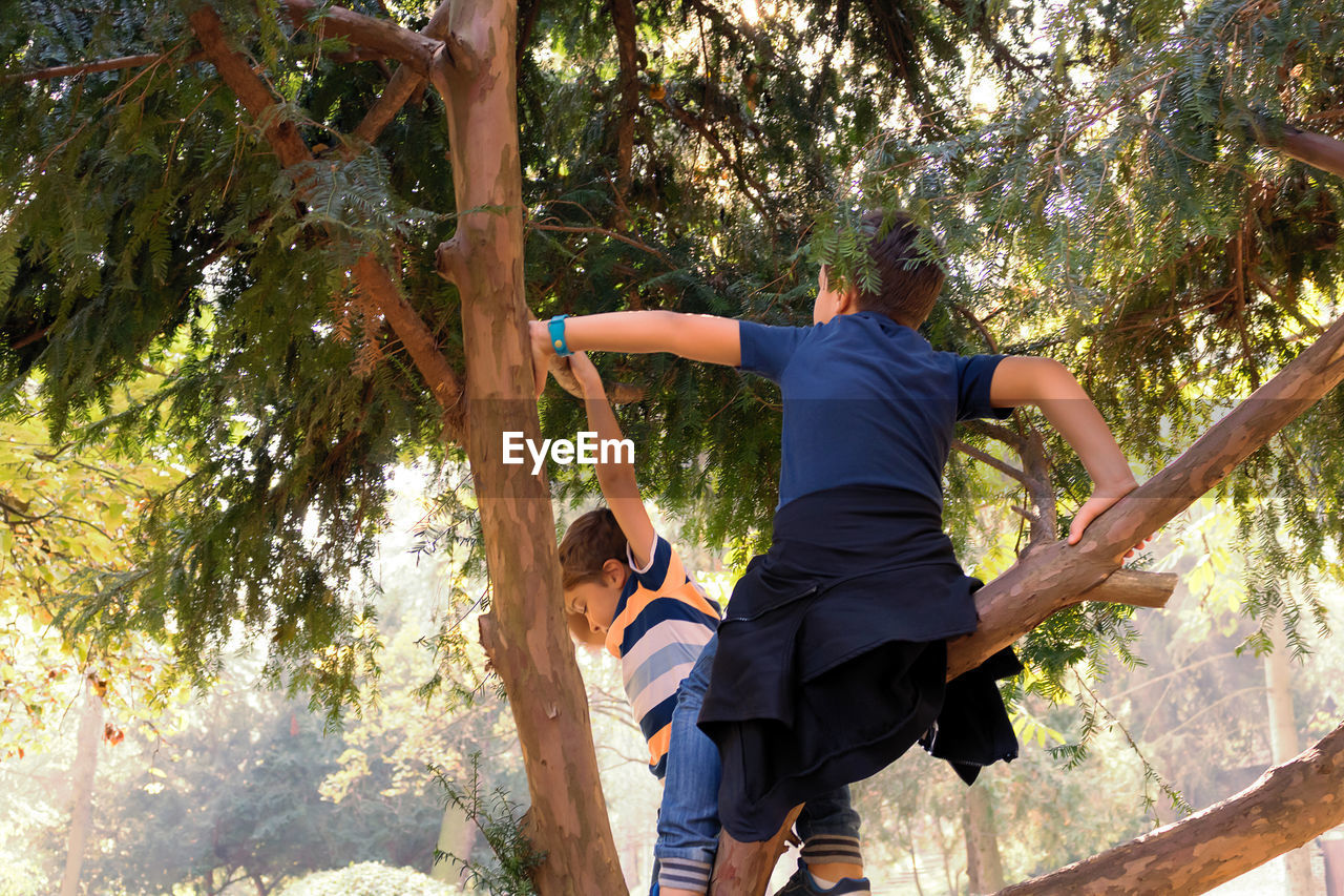 Below view of boys climbing on tree in the park.