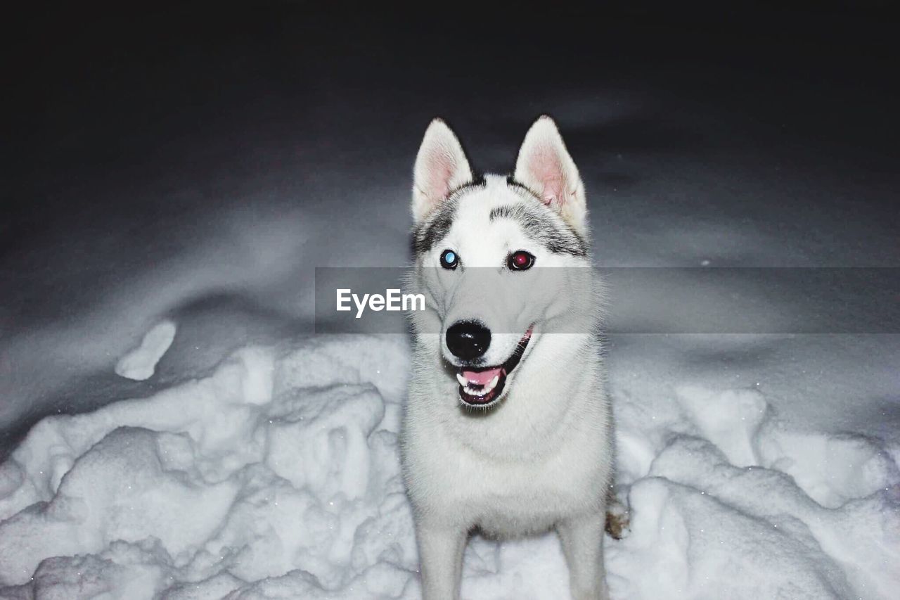 Close-up portrait of dog