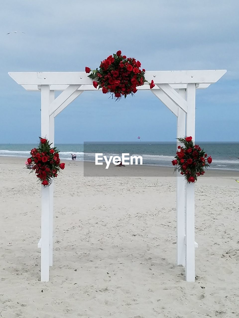 Red flowering plant on beach against sky