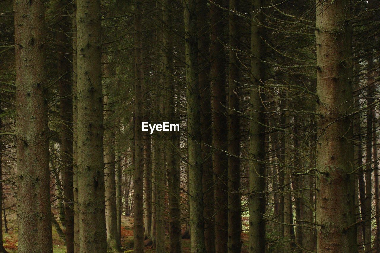 Full frame shot of trees in forest