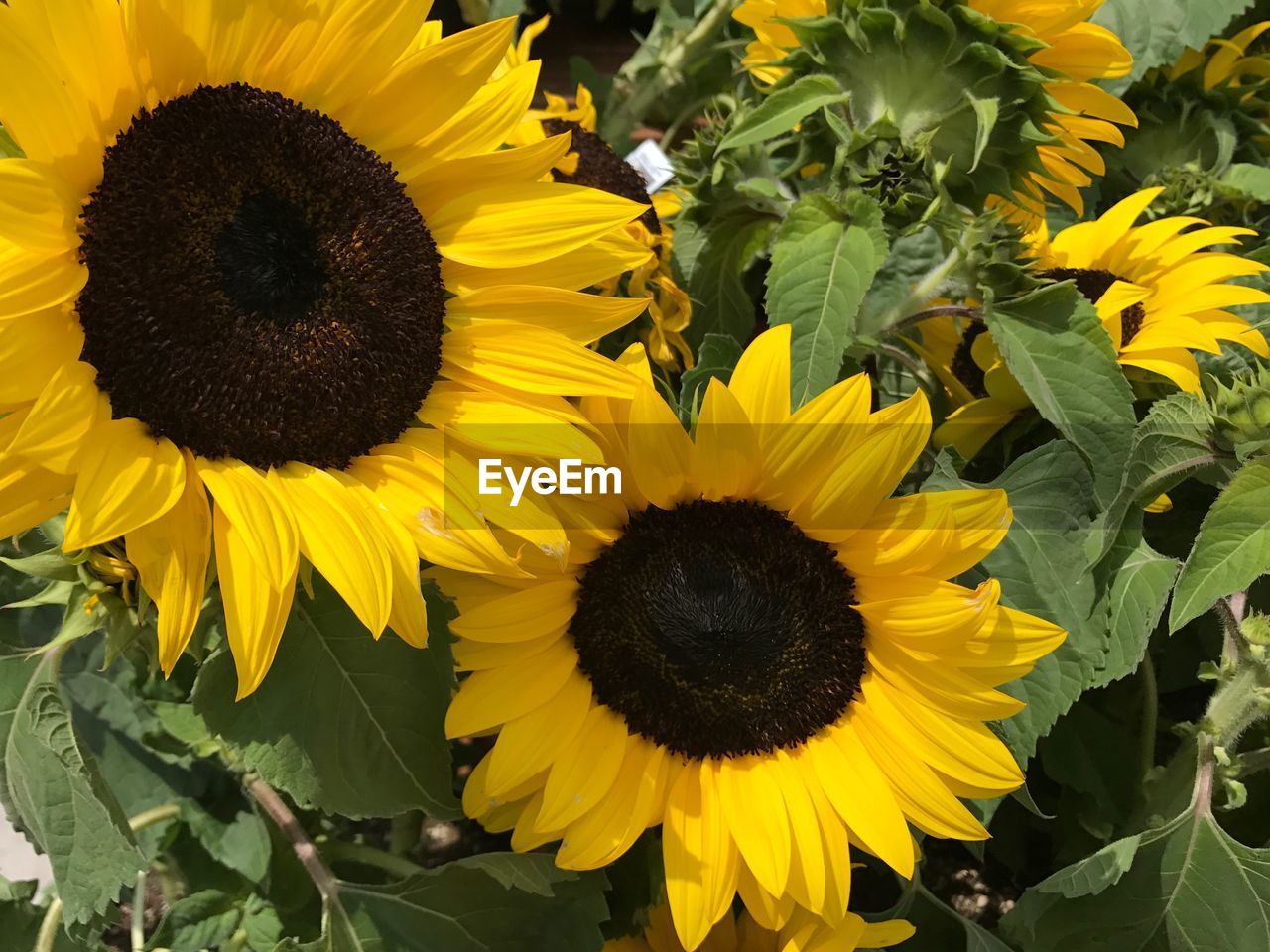 CLOSE-UP OF SUNFLOWERS