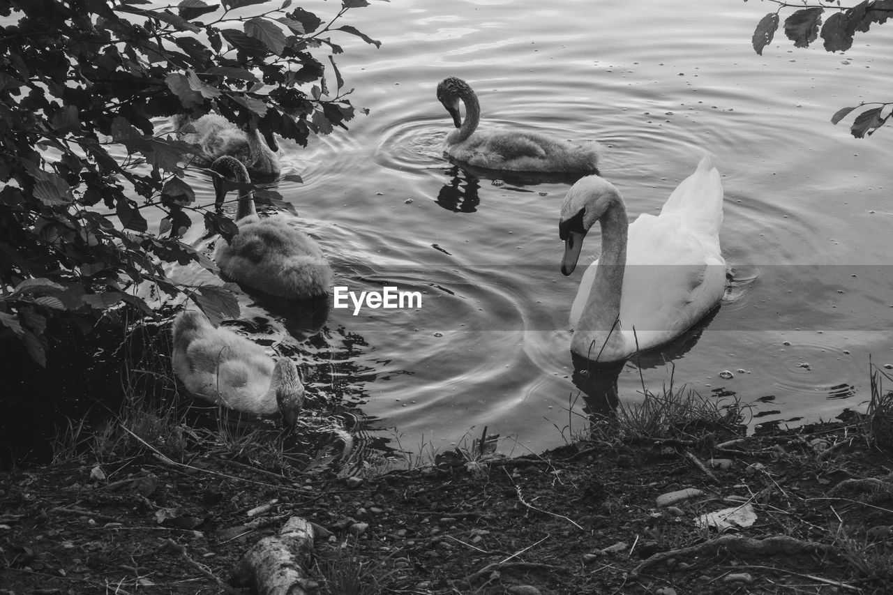 SWANS SWIMMING ON LAKE