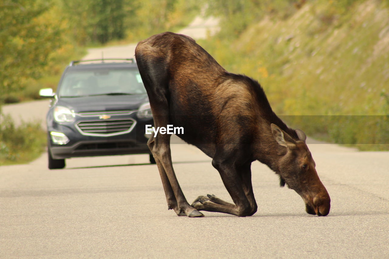 SIDE VIEW OF DOG AGAINST CAR