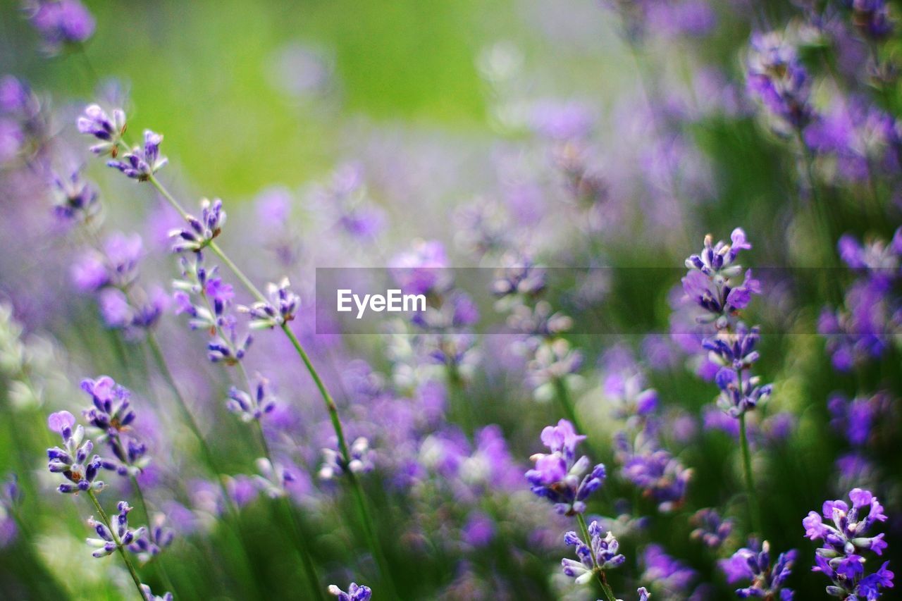 CLOSE-UP OF PURPLE FLOWERING PLANT