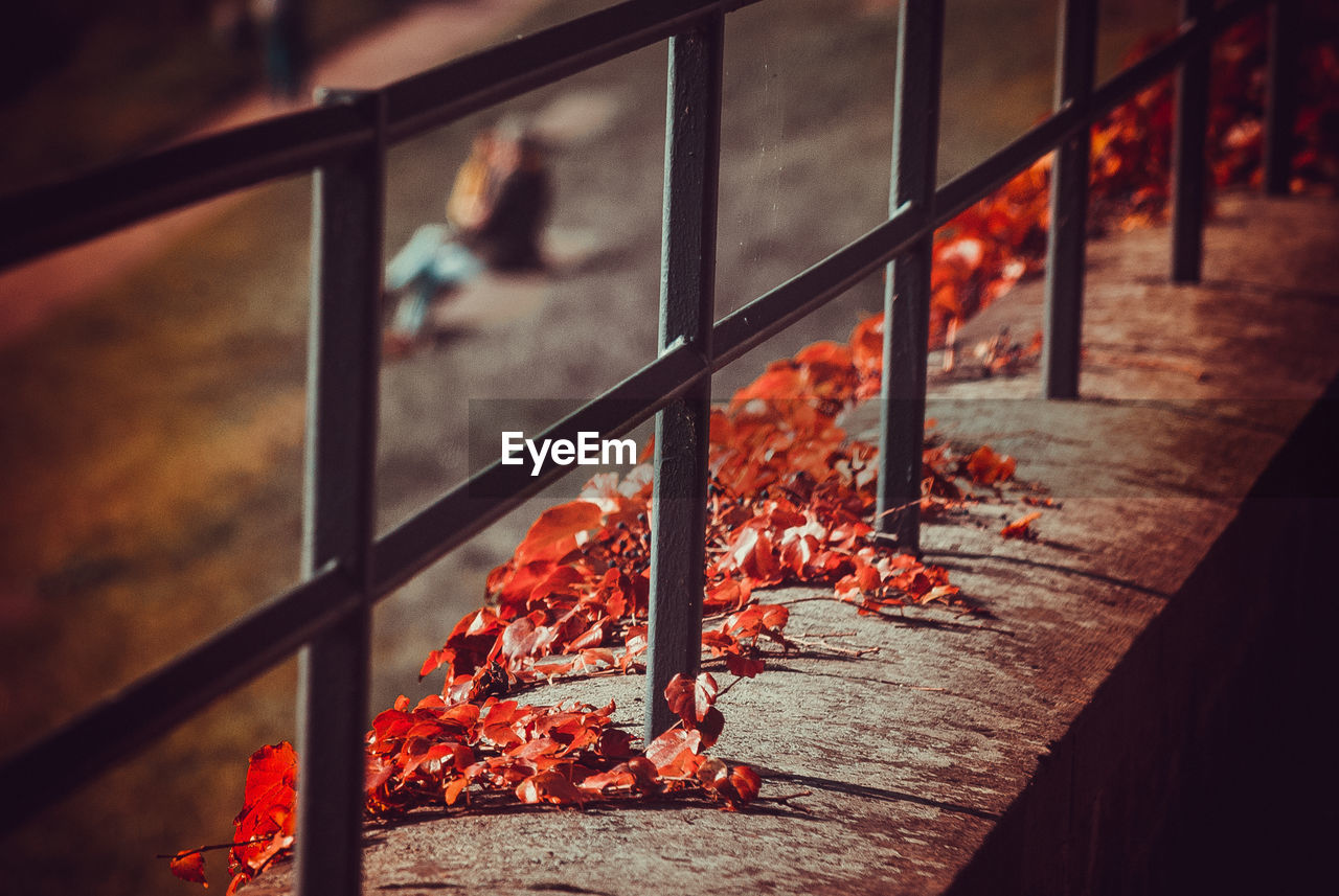 CLOSE-UP OF RED LEAVES ON RAILING AGAINST ORANGE WALL