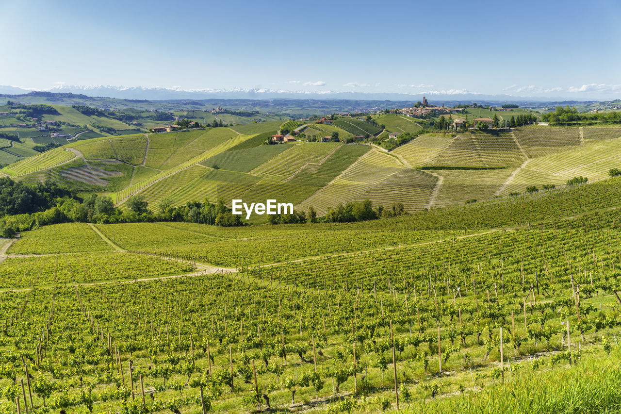 SCENIC VIEW OF AGRICULTURAL FIELD