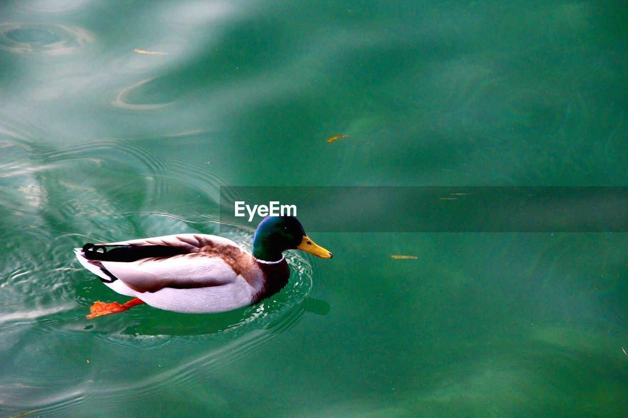 High angle view of mallard duck swimming in lake