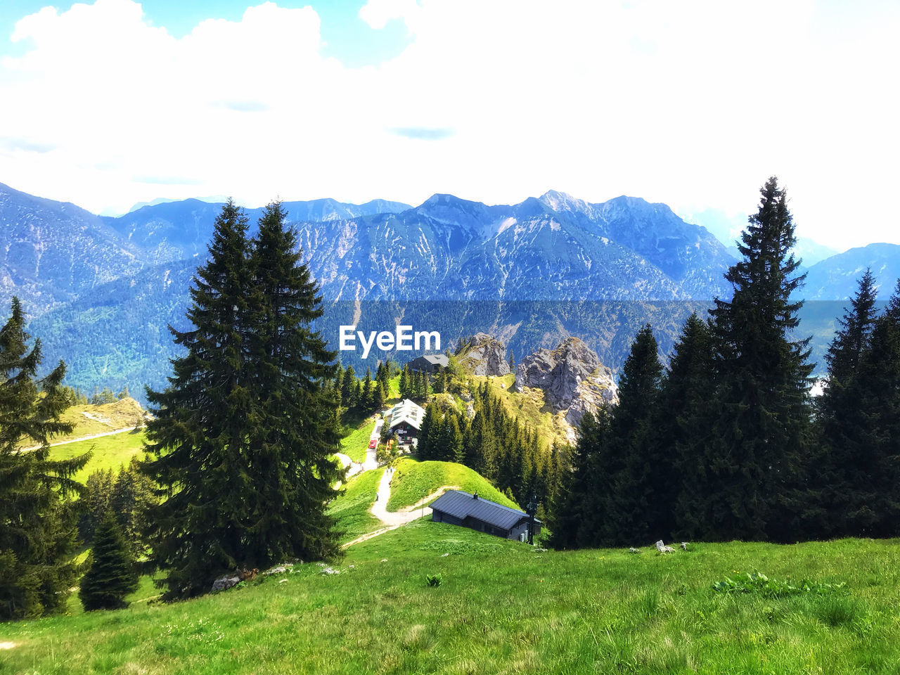 TREES ON FIELD AGAINST MOUNTAINS