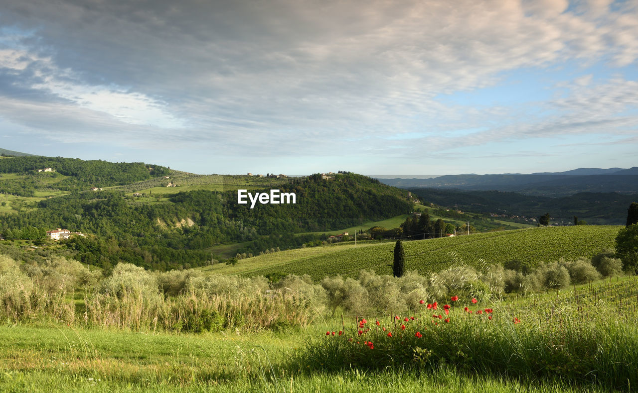 SCENIC VIEW OF LAND AND TREES AGAINST SKY