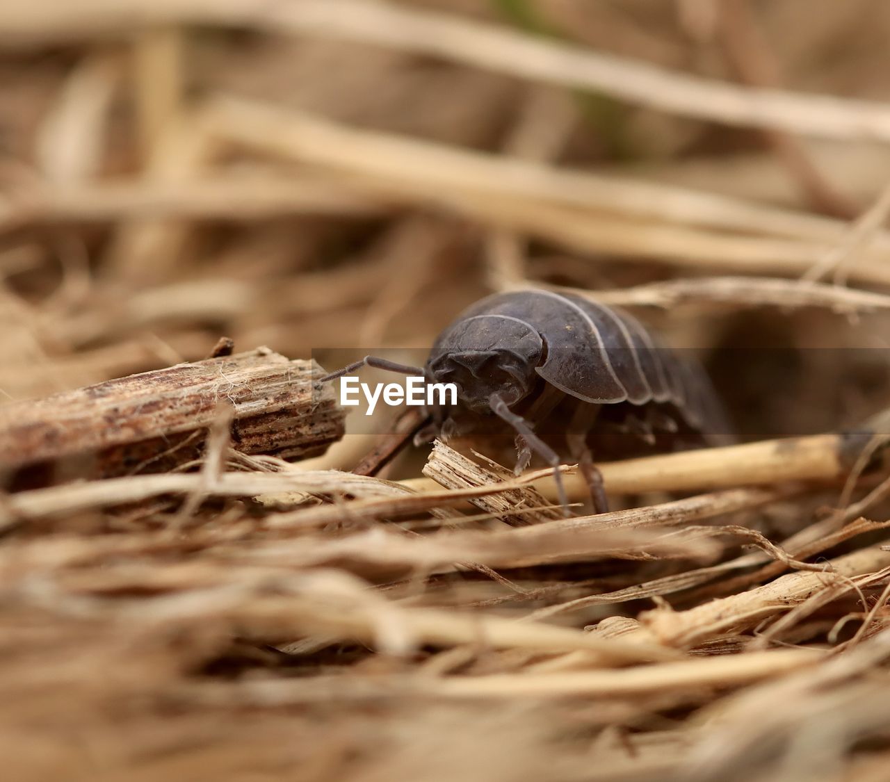 Close-up of  woodlouse on ground