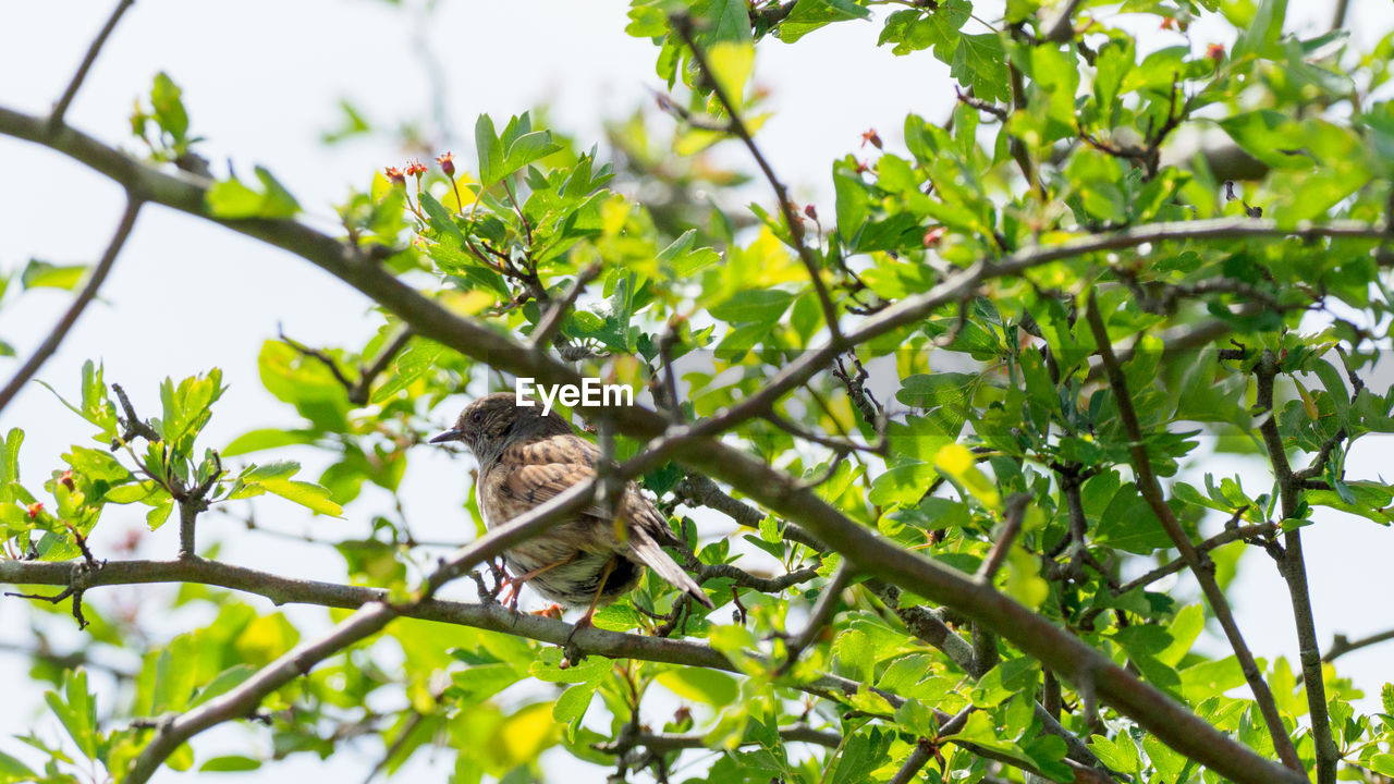 Low angle view of female blackbird perching on tree