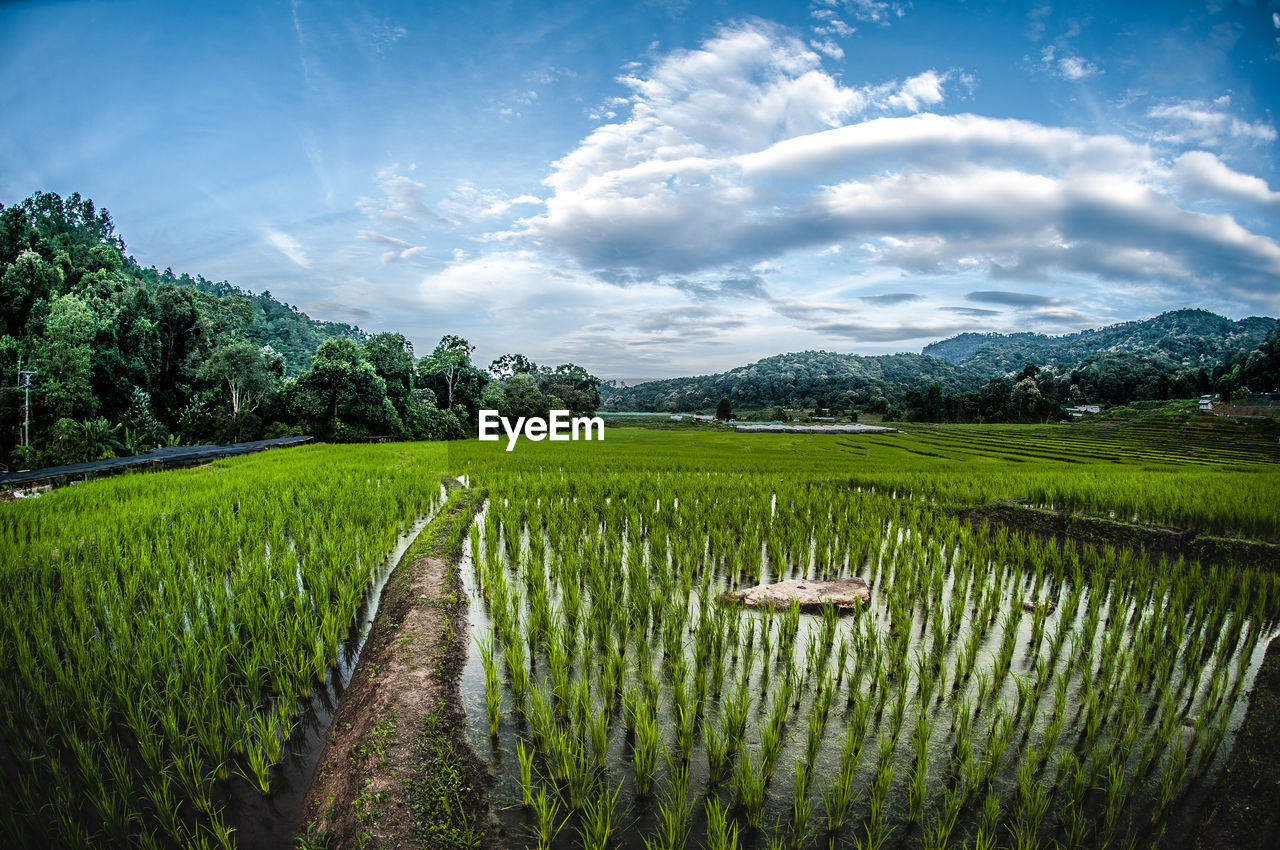 Scenic view of agricultural field against sky