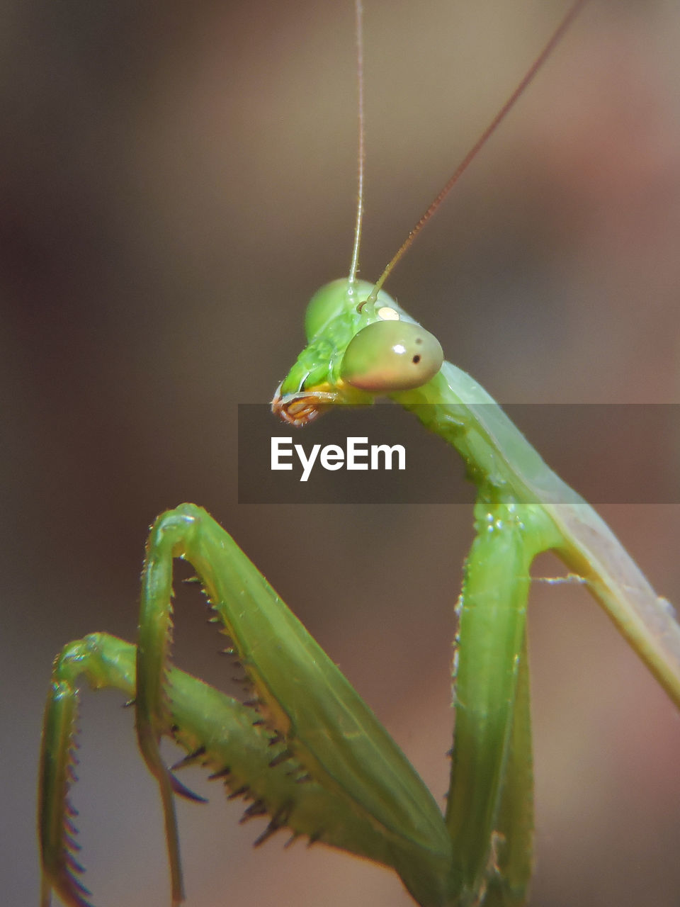 Detail shot of an insect against blurred background