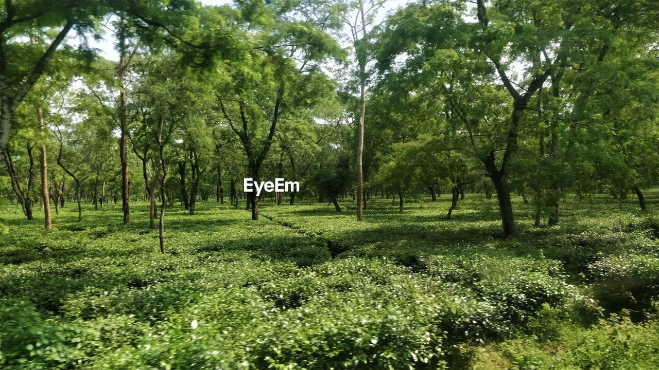 VIEW OF TREES ON GREEN LANDSCAPE