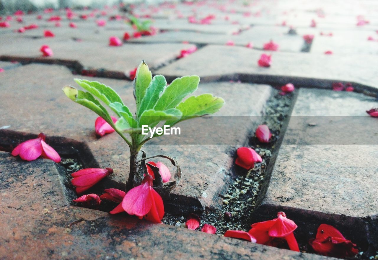 Close-up of plant with flower petals on sidewalk
