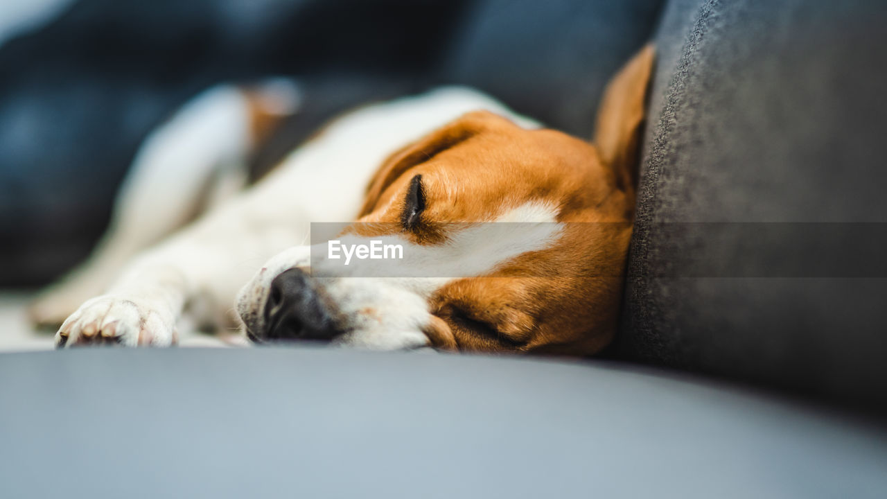 Close-up portrait of dog lying on sofa