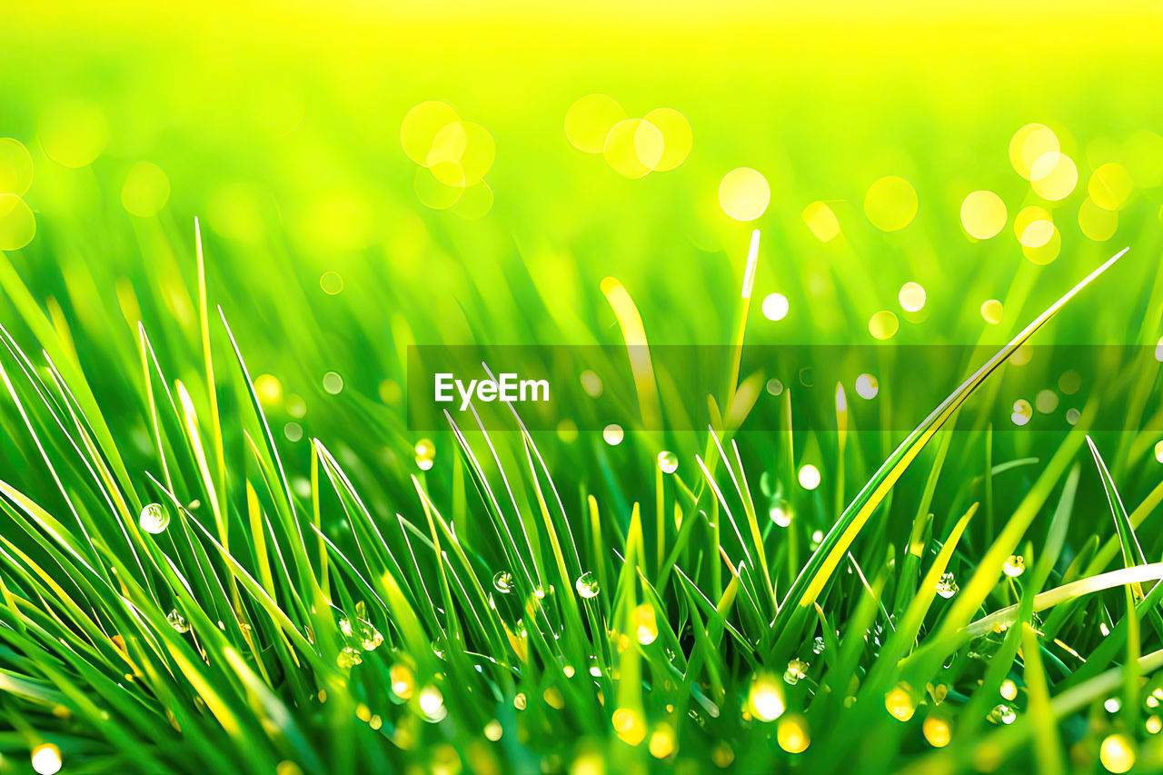 plant, green, nature, grass, backgrounds, moisture, beauty in nature, dew, wet, drop, environment, water, springtime, freshness, no people, blade of grass, summer, grassland, close-up, lawn, field, macro photography, growth, meadow, vibrant color, selective focus, sunlight, land, outdoors, plain, defocused, wheatgrass, environmental conservation, leaf, bright, macro, flower, rain, light - natural phenomenon, brightly lit, plant part, multi colored, landscape, abstract, extreme close-up, sun, sky, full frame, foliage