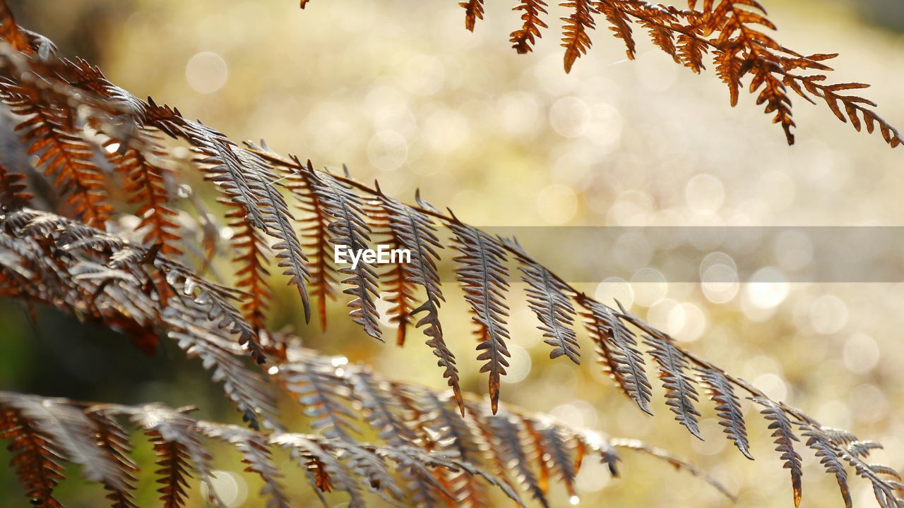 Close-up of leaves of plant