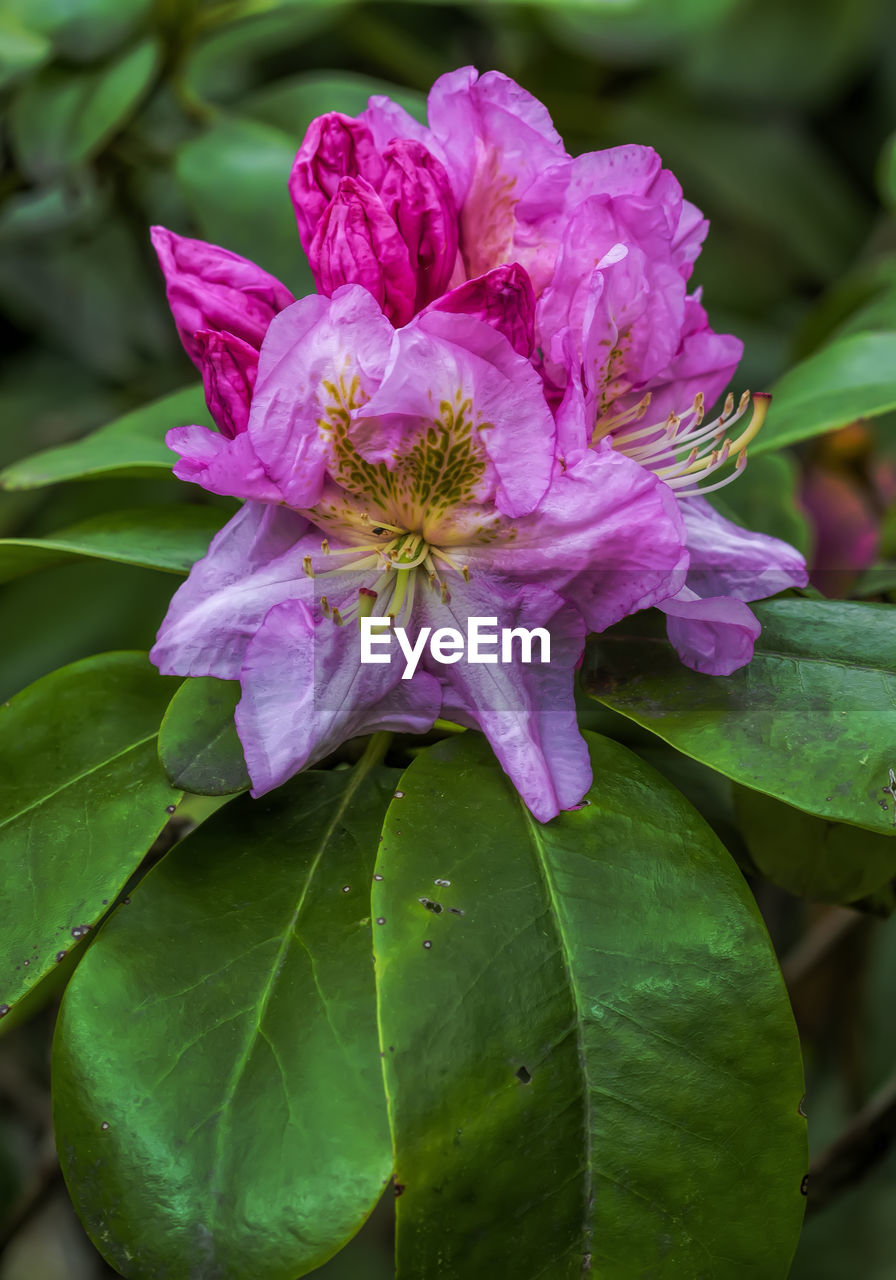 CLOSE-UP OF PINK AND PURPLE FLOWERING PLANT