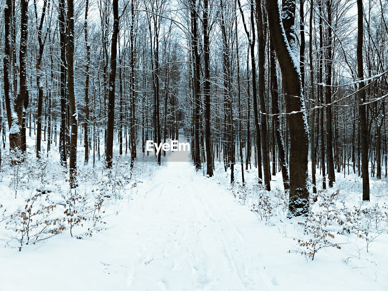 BARE TREES ON SNOW COVERED LANDSCAPE DURING WINTER