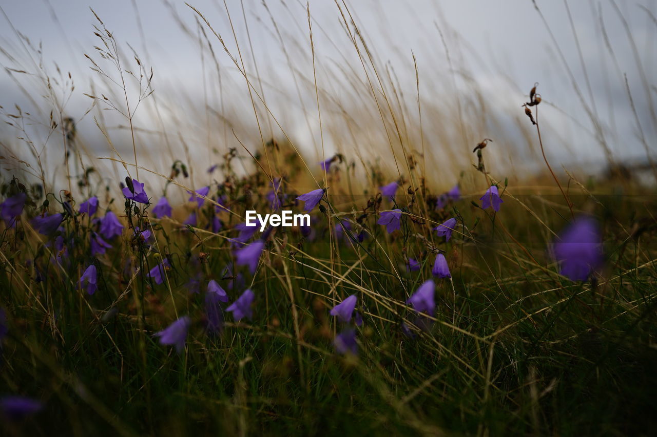 Close-up of purple crocus flowers on field