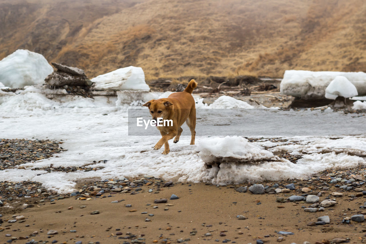 Dog walking on snow covered landscape