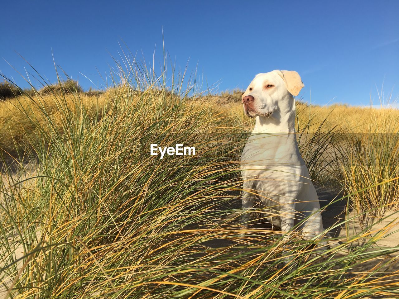 DOG ON FARM AGAINST CLEAR SKY