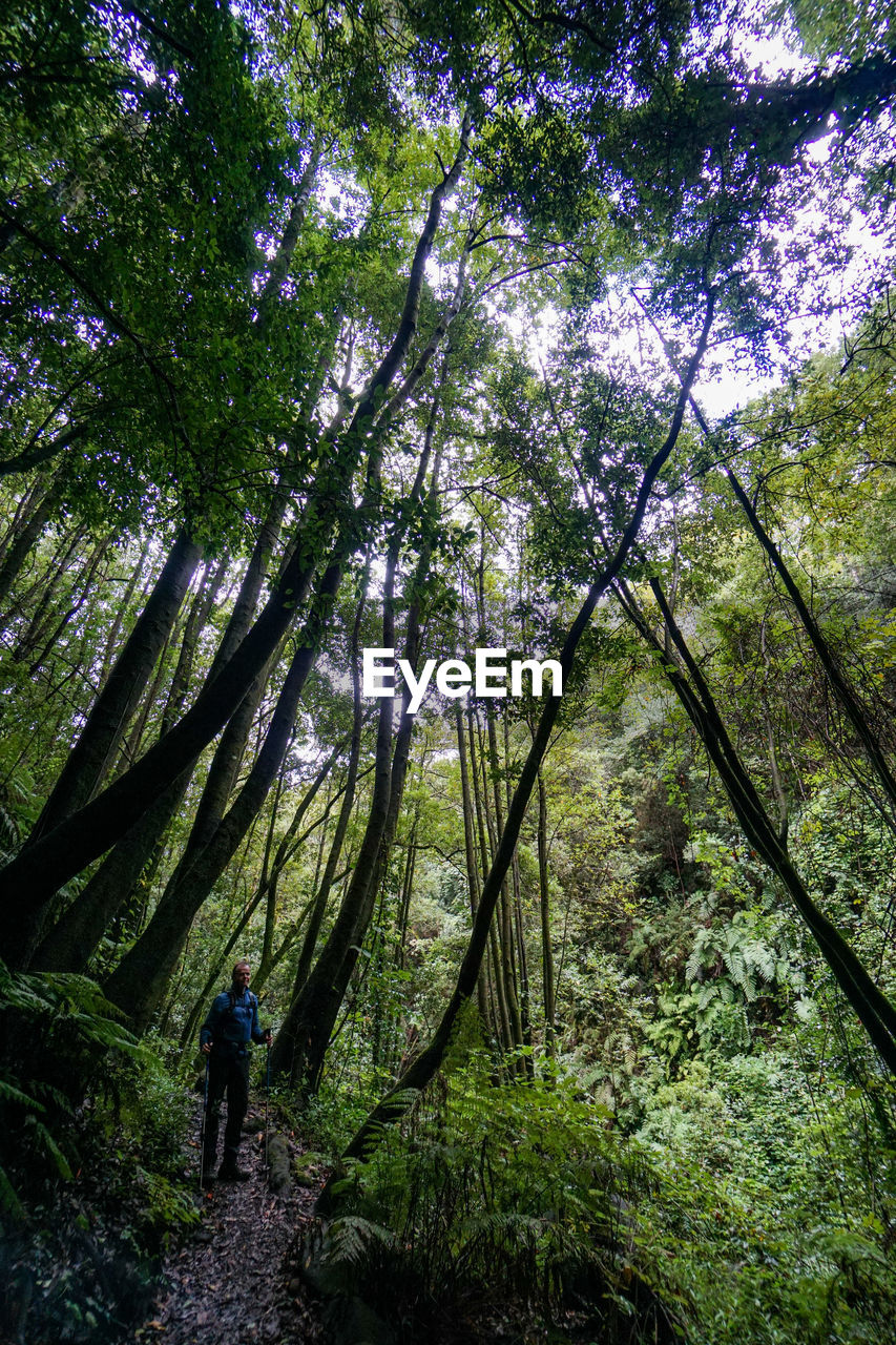 MAN STANDING BY TREE IN FOREST