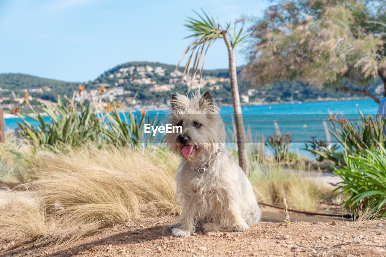 DOG LOOKING AWAY IN SEA