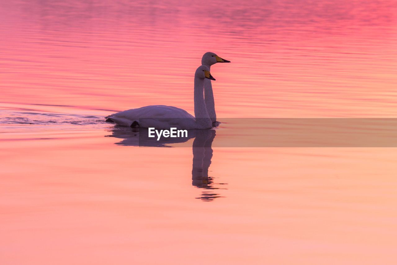 Swans swimming in lake