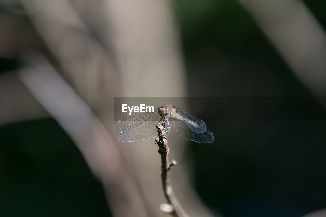 Close-up of dragonfly