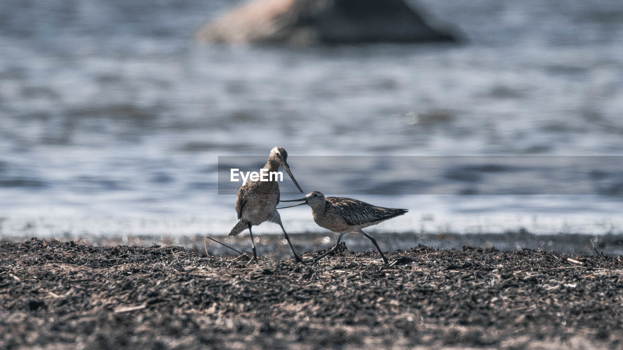 BIRDS ON BEACH