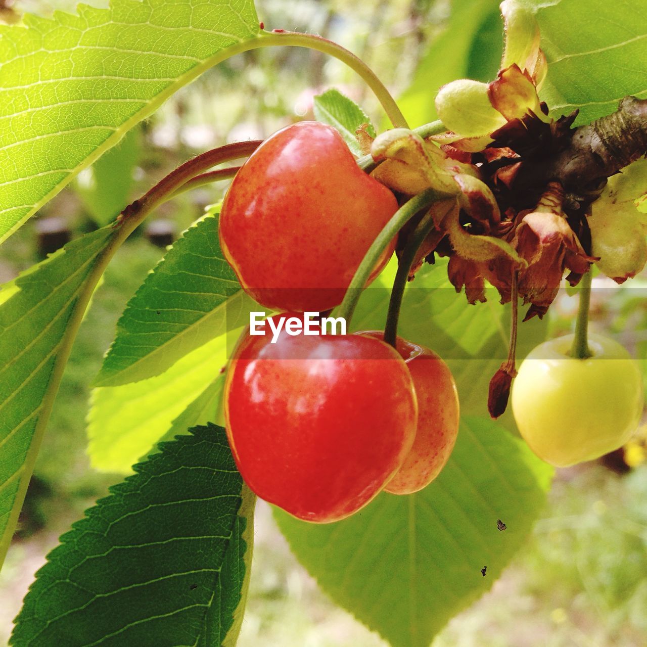 Close-up of cherry in tree