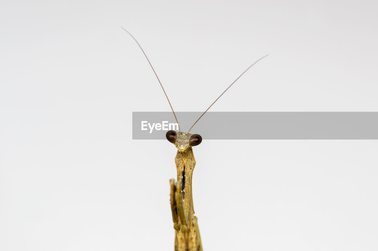 Close-up of insect against white background