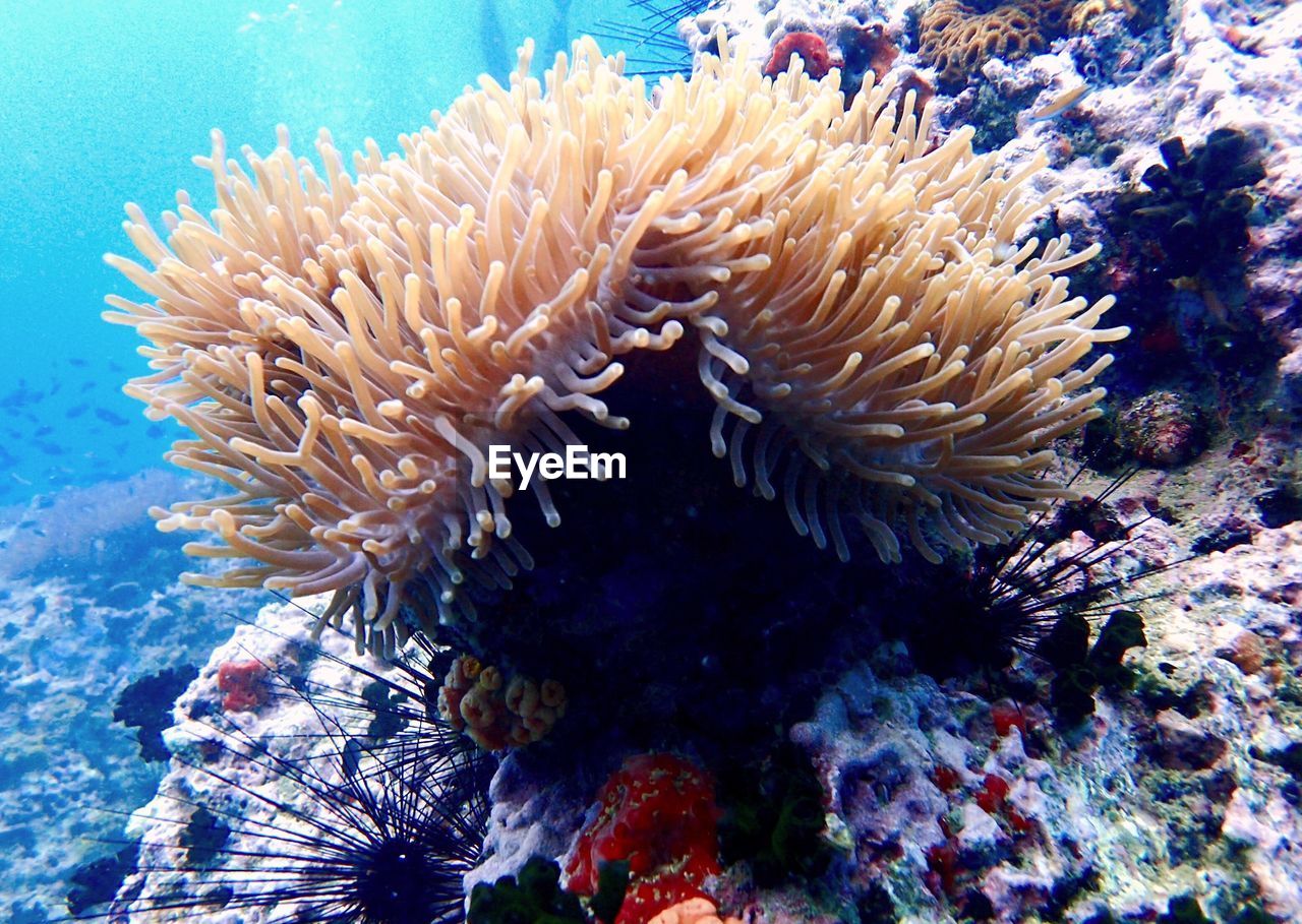 VIEW OF FISH UNDERWATER