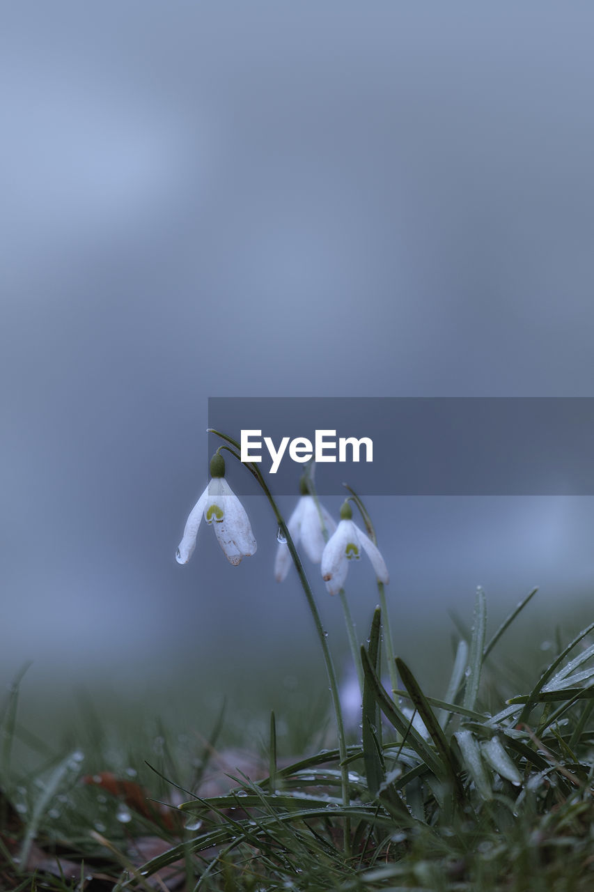 CLOSE-UP OF WHITE FLOWERING PLANT