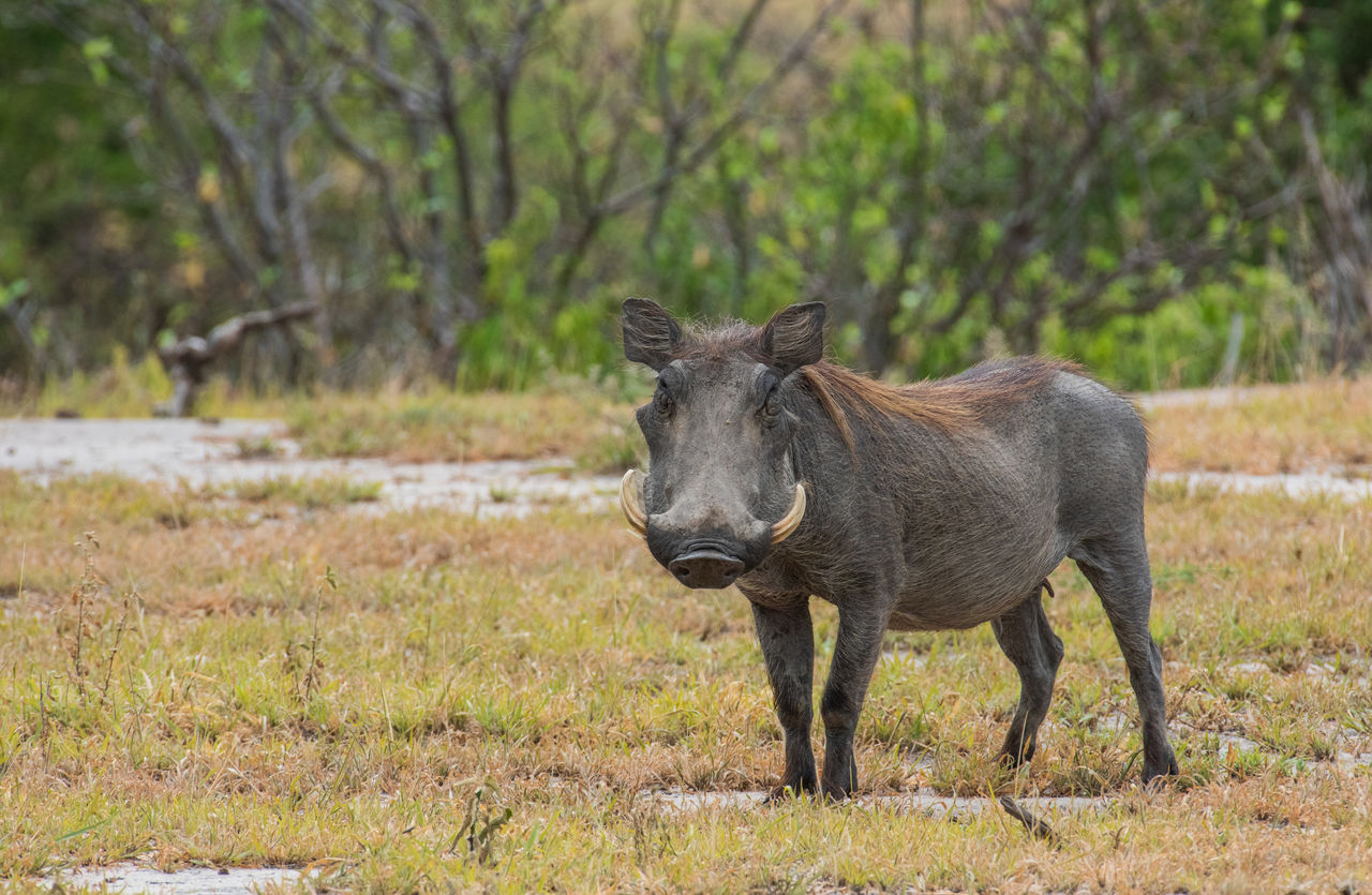 Warthog standing in the serengeti