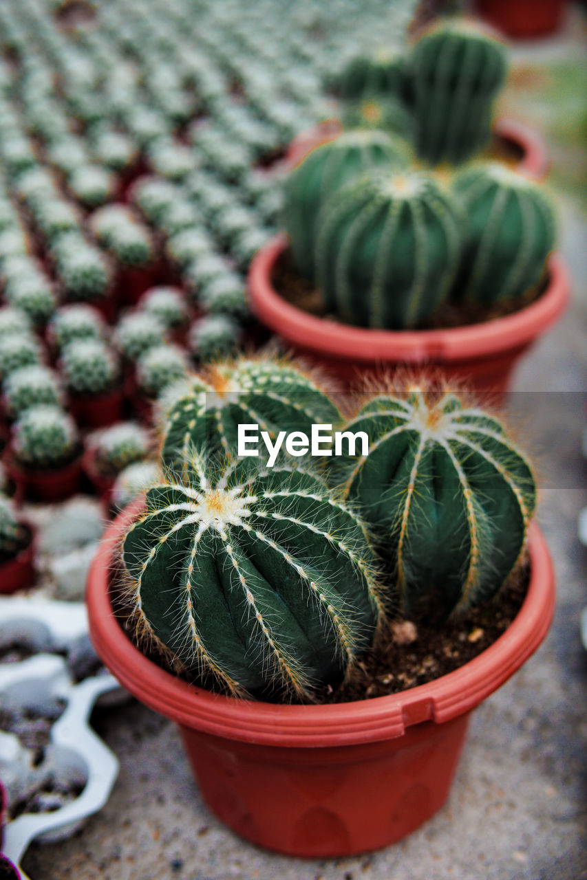 HIGH ANGLE VIEW OF POTTED PLANT