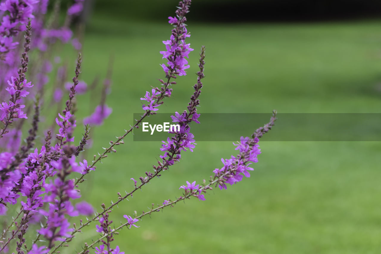 Close-up of purple flowering plants on field