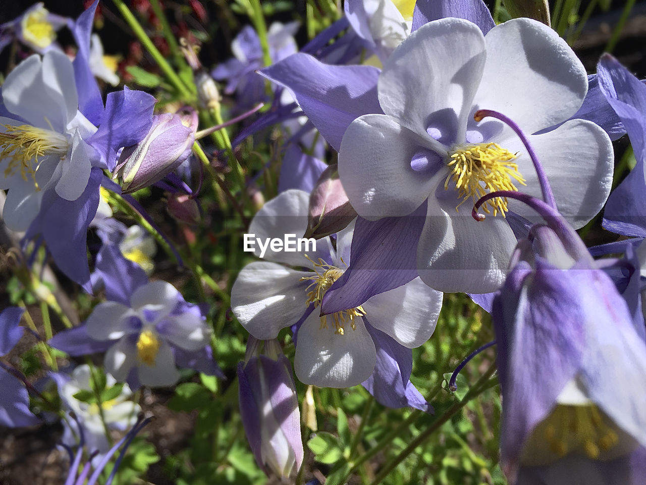 Close-up of purple flower