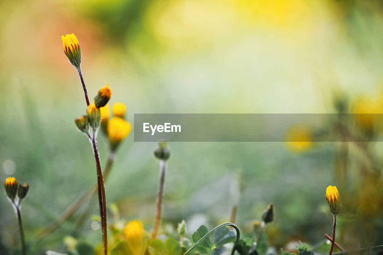 Beautiful Beautiful Nature Flowers,Plants & Garden Grass Growth Life Plants Wonderful Beauty In Nature Flower Flowers Garden Lovely Outdoors Pastel Selective Focus Spring Springtime