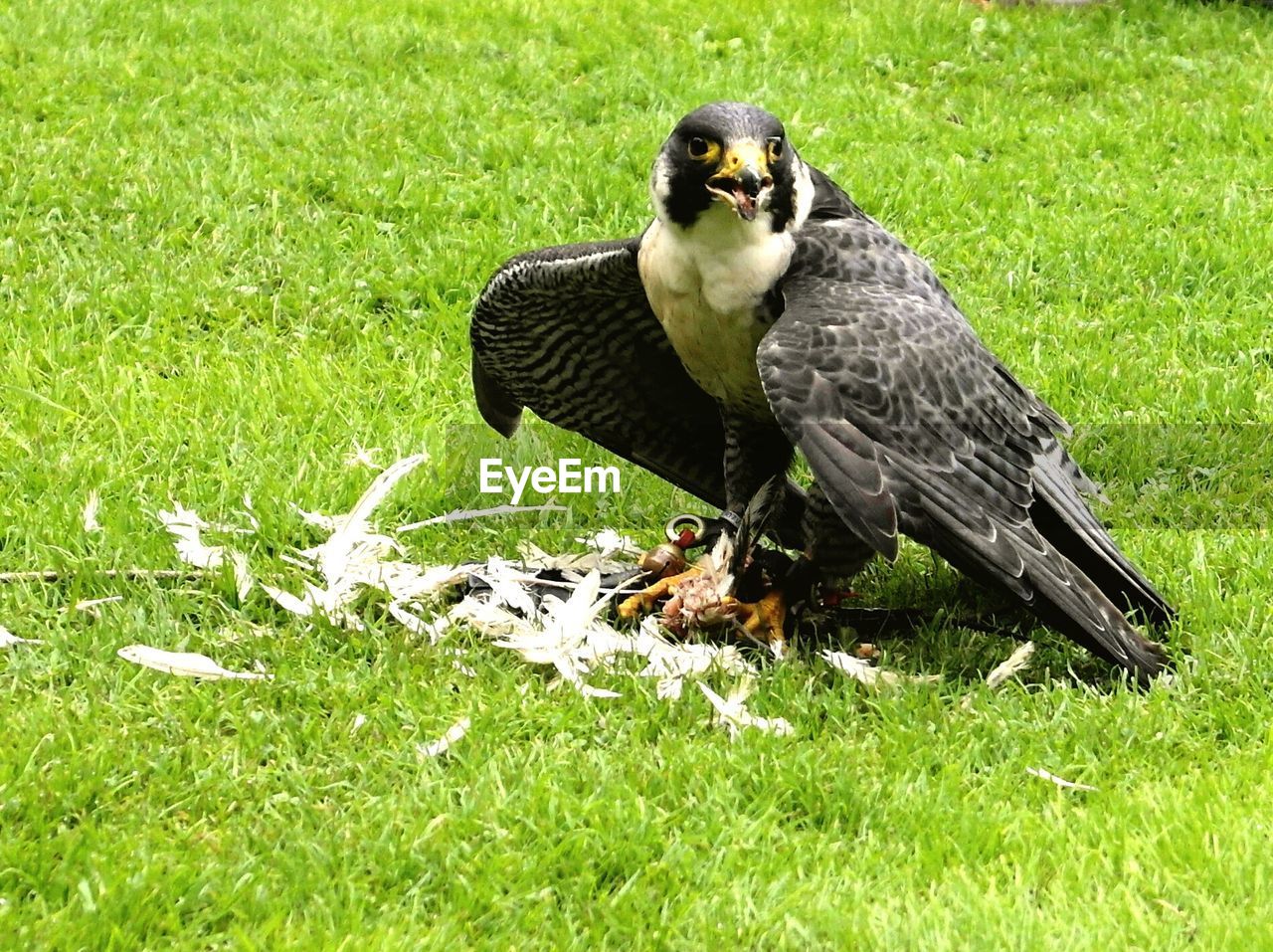 CLOSE-UP OF BIRD ON FIELD