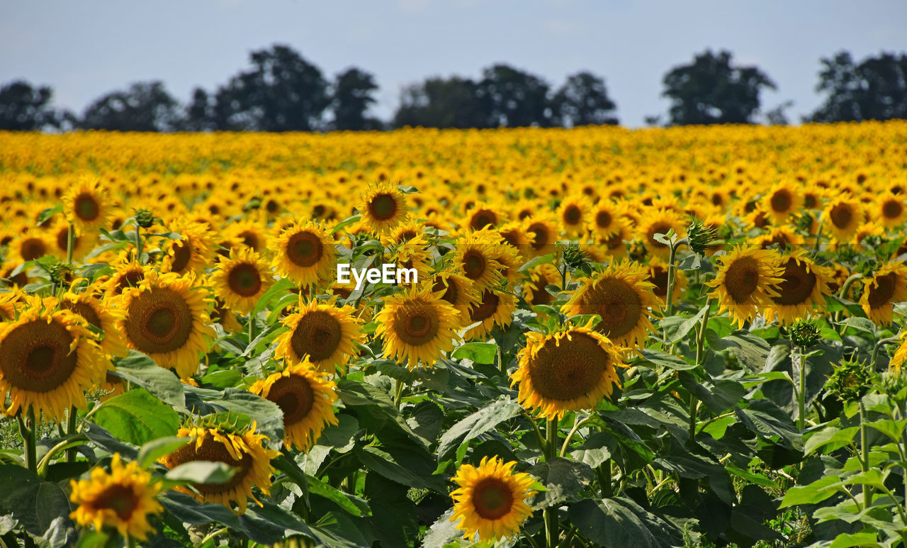 Close-up of sunflower field